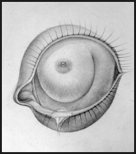 MICHAEL EZRA: BRESTOMORPHOSYS OF AN EYE